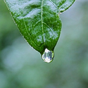 leaf with drip of water
