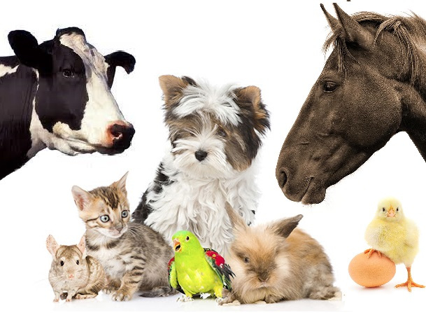 Farm animals and pets