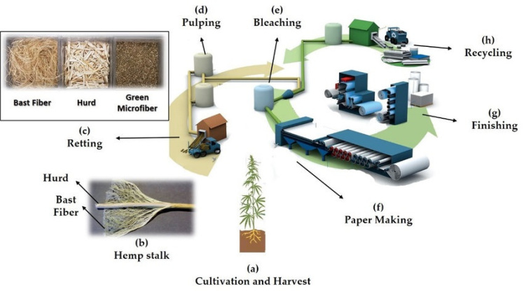 Hemp paper manufacturing
